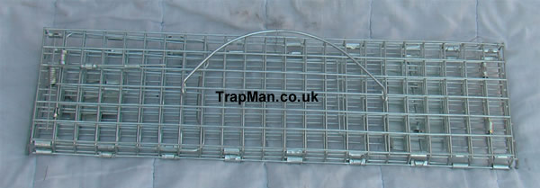 Folded squirrel trap, TrapMan folding squirrel trap, quick to set up, easy to use, an effective squirrel trap that catches squirrel's without harm. 