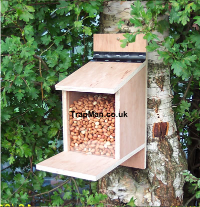 grey squirrel feeder