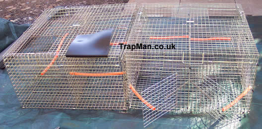 Two larsen corvid traps back to back making a true multi catch larsen trap four top entry and two side entry with decoy compartment