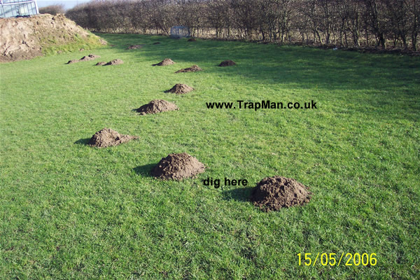 mole-hills.jpg