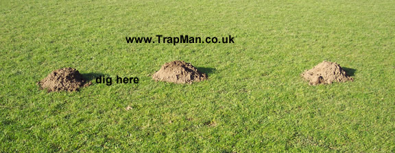 mole hills trap placement