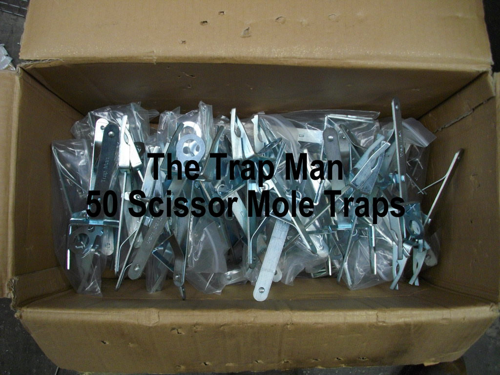 Fifty Scissor Mole Traps, good mole traps cheap