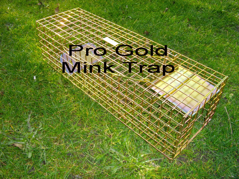 pro gold mink trap in set position