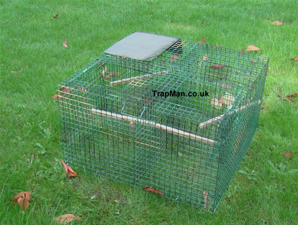 larsen trap, crow trap combination