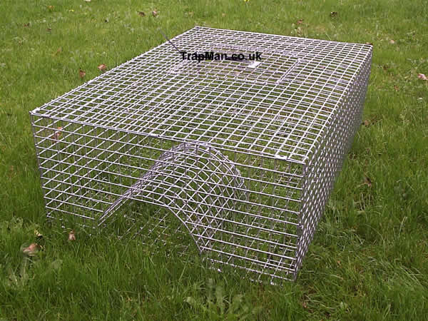 Pheasant Trap, multi catch pheasant trap ideal for clearing up loose birds at the end of the season.