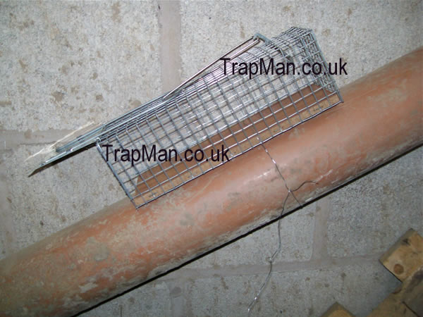 pipe fixing rat trap