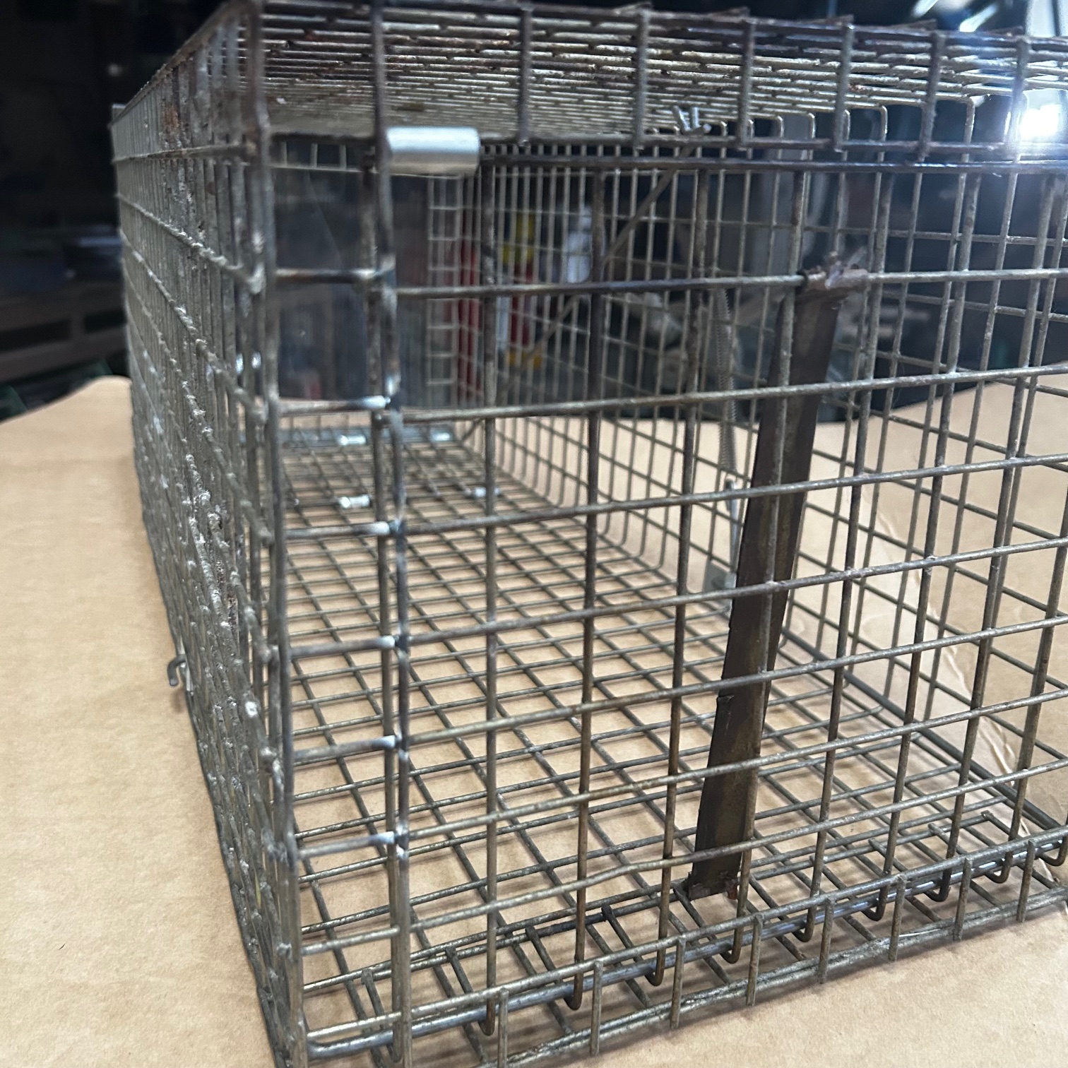 10 Year Old Pro Feral Cat TRap