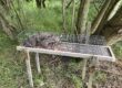 Our TrapMan Bolt Trap