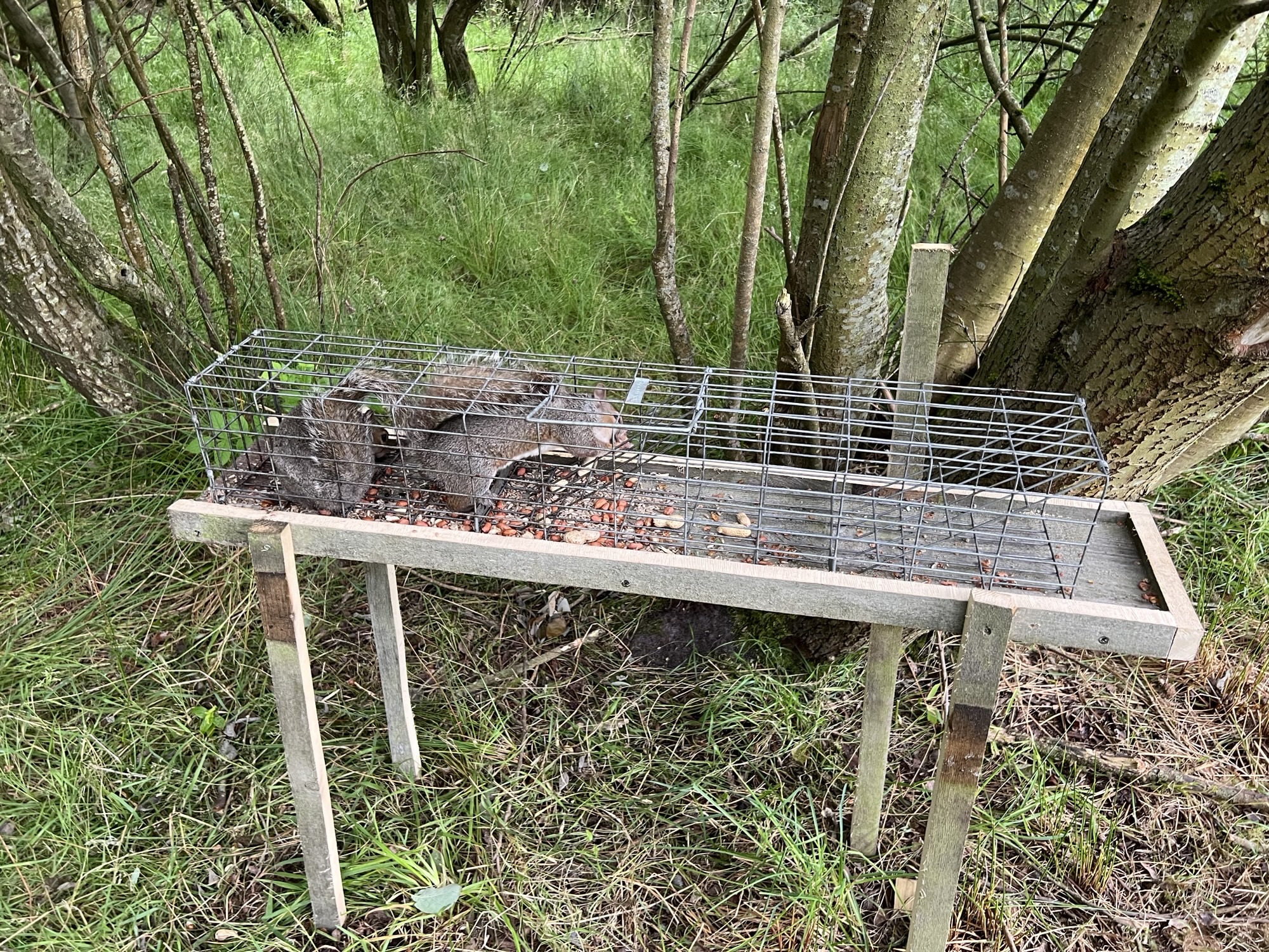 Our TrapMan Bolt Trap Our TrapMan Bolt Trap