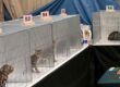 Cat Show Cages in action