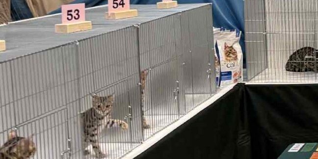Cat Show Cages in action Cat Show Cages in action