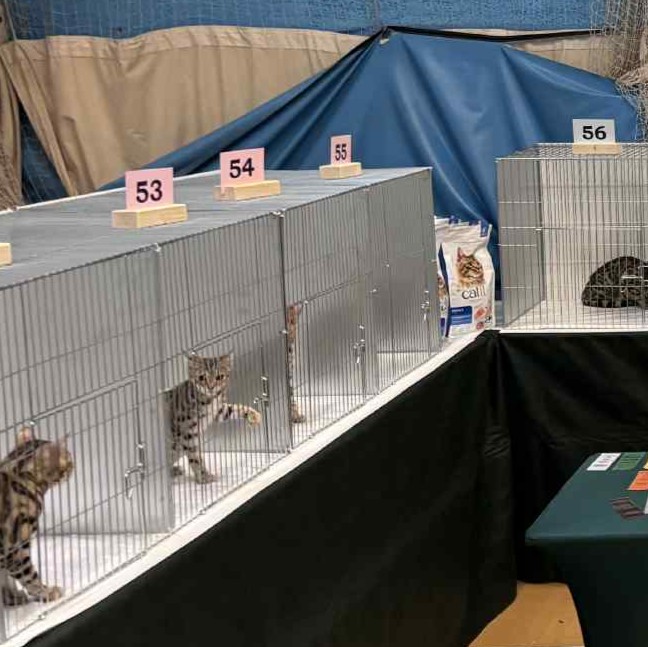 Cat Show Cages in action Cat Show Cages in action