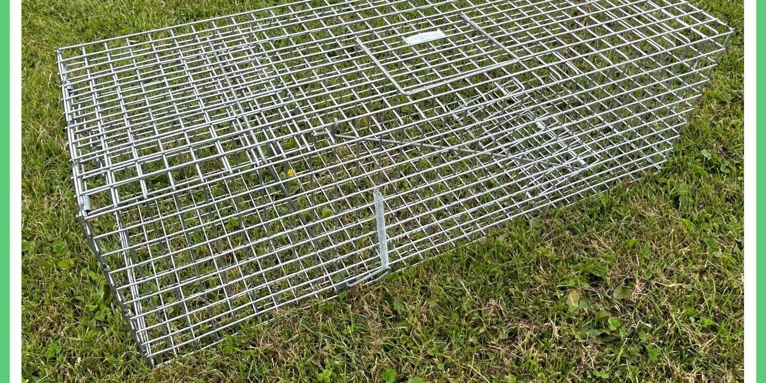 feral cat trap