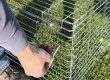 Feral Cat Drop Trap Assembly