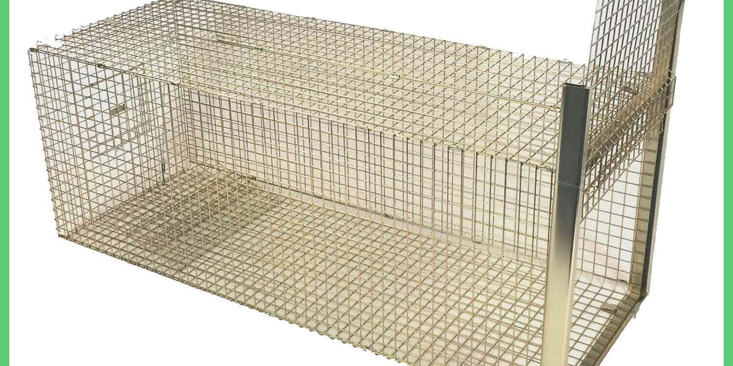 Fox Trap Popular this week Set with door open at the front of the trap