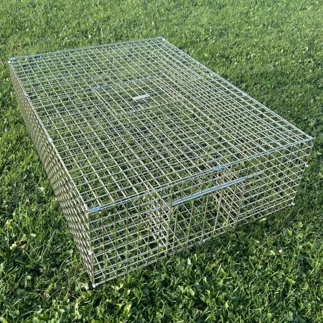 Large Feral Pigeon What an unbelievable week. Large Feral Pigeon Trap
