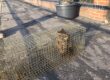 Happy captured cat