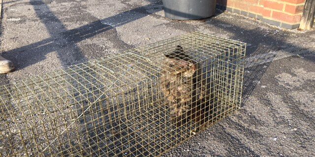 Large Fereal Cat Caught what a success! Large Fereal Cat Caught