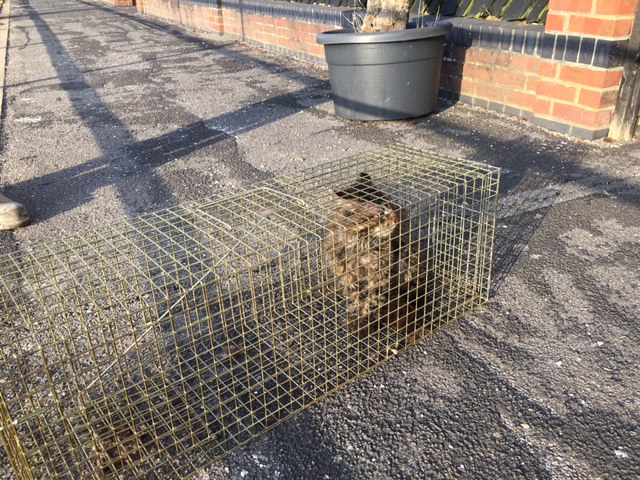 Large Fereal Cat Caught what a success! Large Fereal Cat Caught