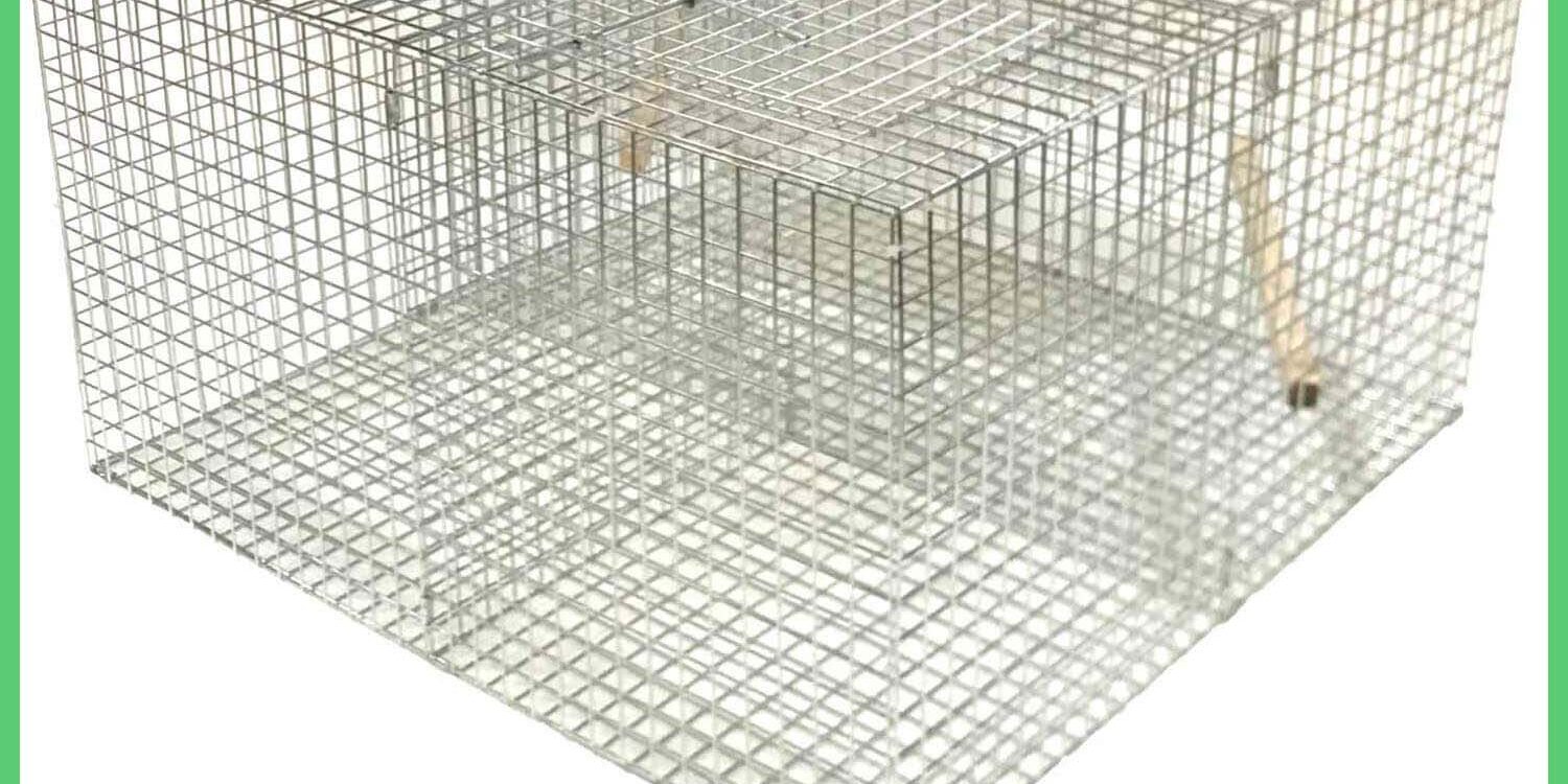 The Sun has been shining but its raining magpies The Sun has been shining but its raining magpies