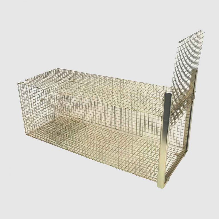 The Trap Man Live catch fox traps are often seen as the only humane