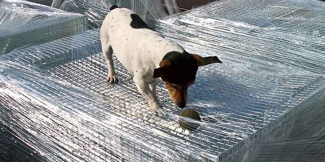 NEW batch of larsen traps returning from the platers, Milo checking quality before having a nap between running after the ball