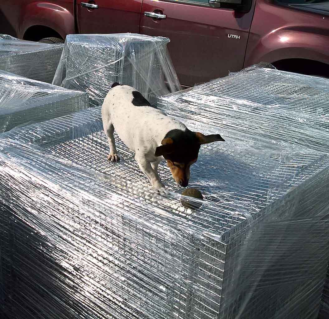 NEW batch of larsen traps returning from the platers, Milo checking quality before having a nap between running after the ball