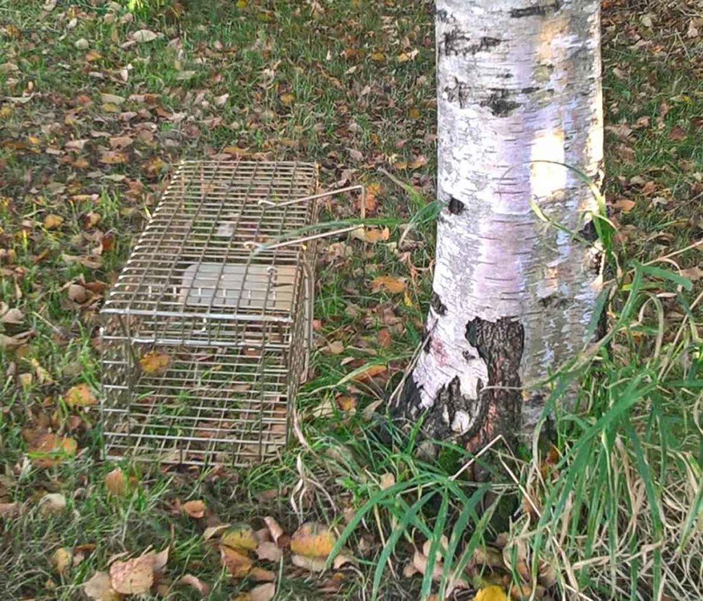 TrapMan multi catch grey squirrel trap UK made squirrel trap