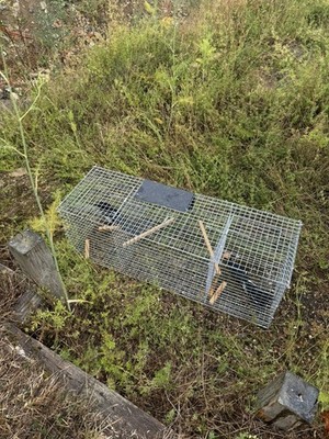 This is a brilliant magpie trap