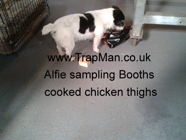 Alfie sampling Booths cooked chicken thighs, no more work for Alfie today
