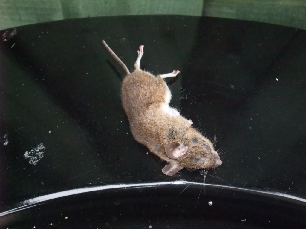 https://www.trapman.co.uk/trap-images/dead-mouse.jpg