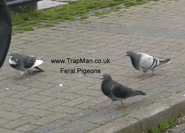 Photo below shows three feral pigeons