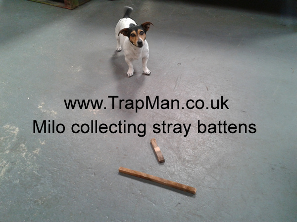 Milo collecting "stray" battens