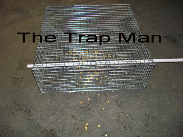 feral pigeon trap set with the bars up