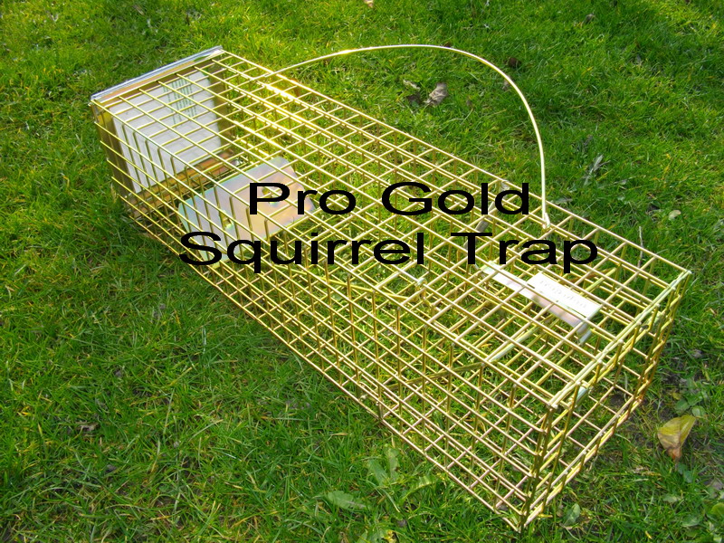 pro gold squirrel trap, the squirrel trap that's just that bit better than  the other squirrel traps