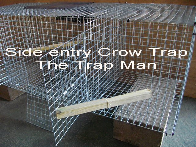 side entry crow trap setting 