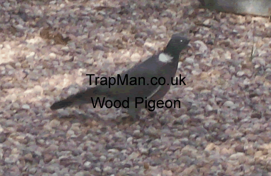 wood pigeon