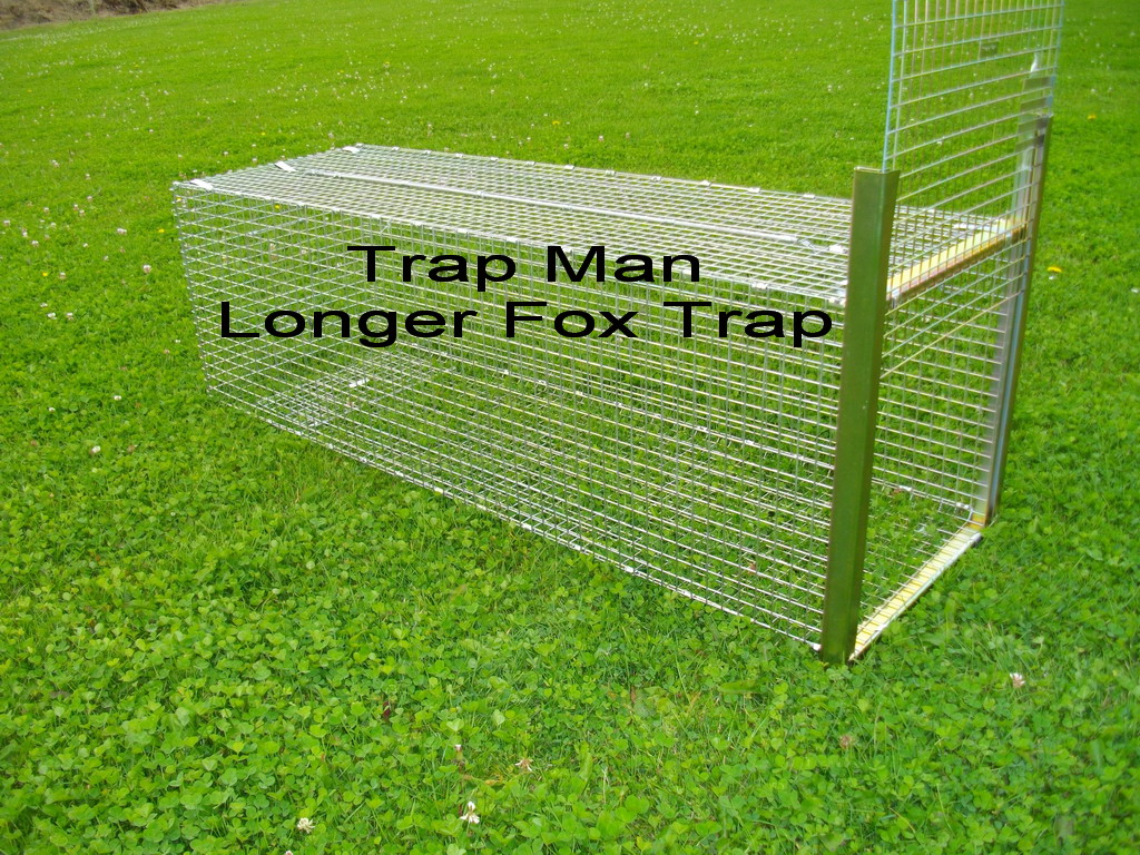 How to trap a fox in a cage humanely - Fox Repellent Expert