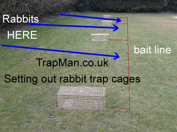 setting out rabbit traps